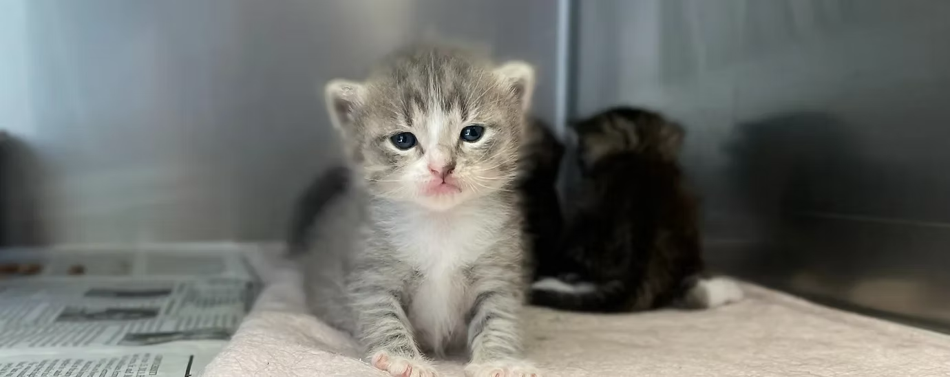 Long-Term Fostering