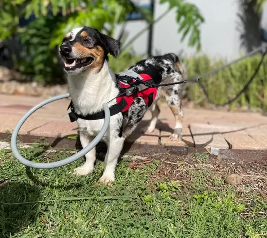 Medical Fostering